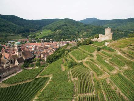 Le Vignoble - Le Chambard