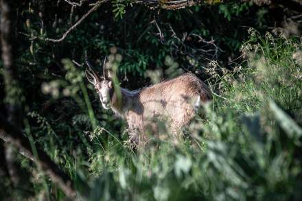 Festival de la chasse | Le Chambard