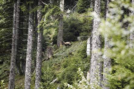 Le Chambard | Hikes in Kaysersberg