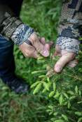 Le Chef | Nature | Le Chambard