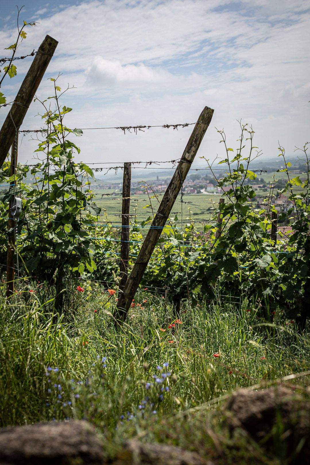 Vignoble - Le Chambard